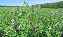 Alfalfa adds value to the farm